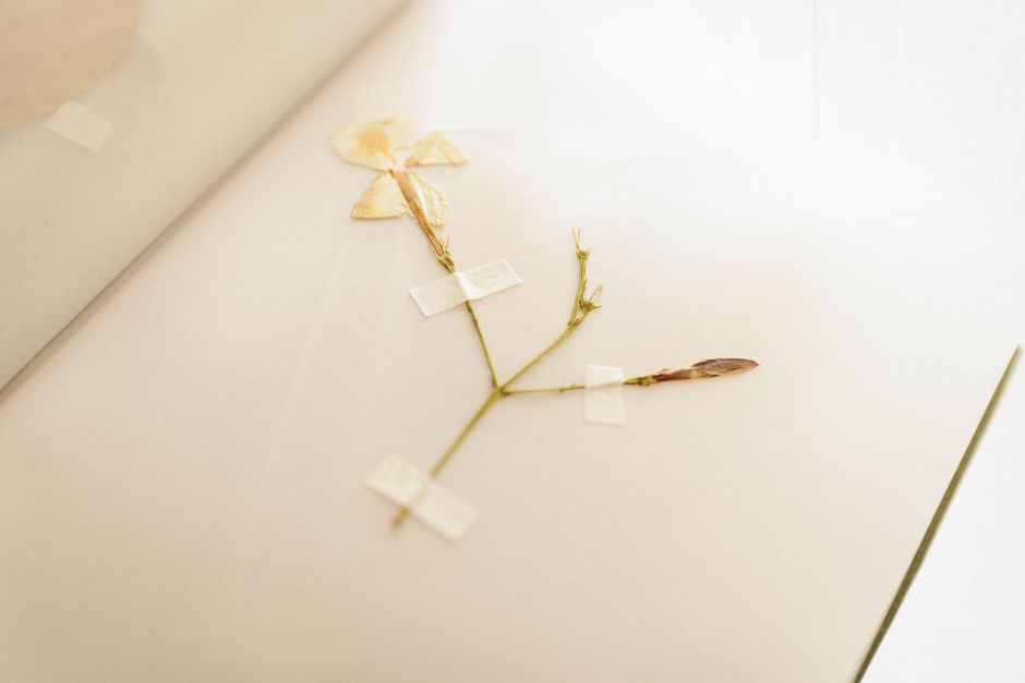 A beautifully pressed flower taped inside a notebook, highlighting the intricate details of dried flora.