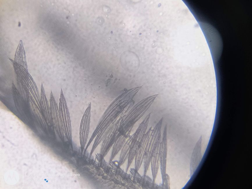 Detailed view of plant structure under microscope, showcasing feathery patterns.