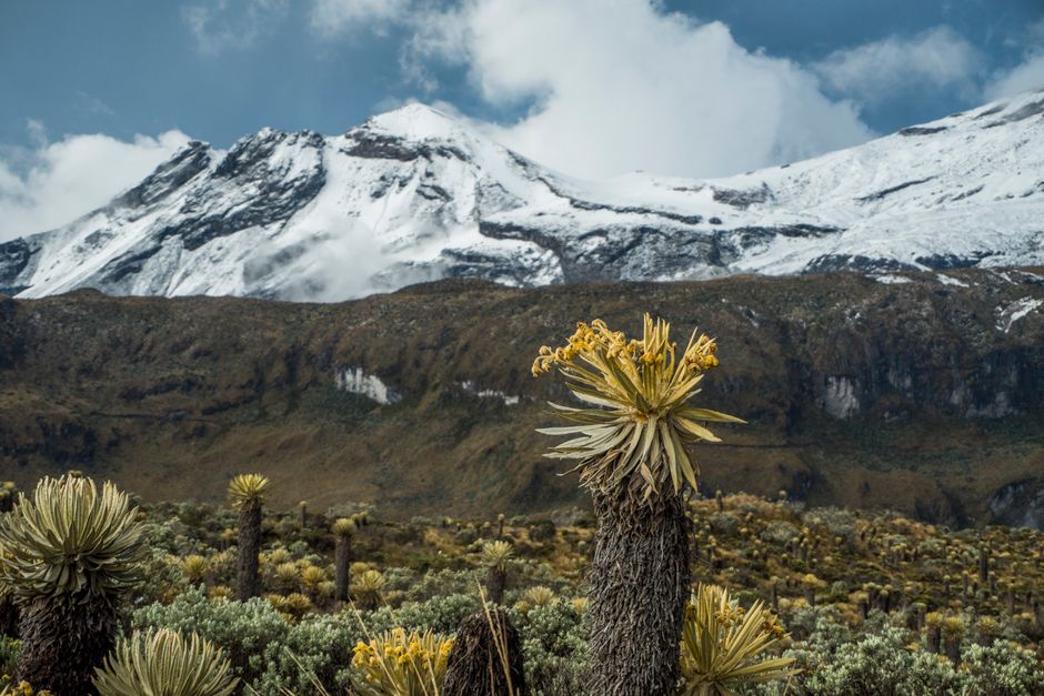 Snowy Andean mountains accompanied by lush frailejones plants, showcasing high-altitude landscape.